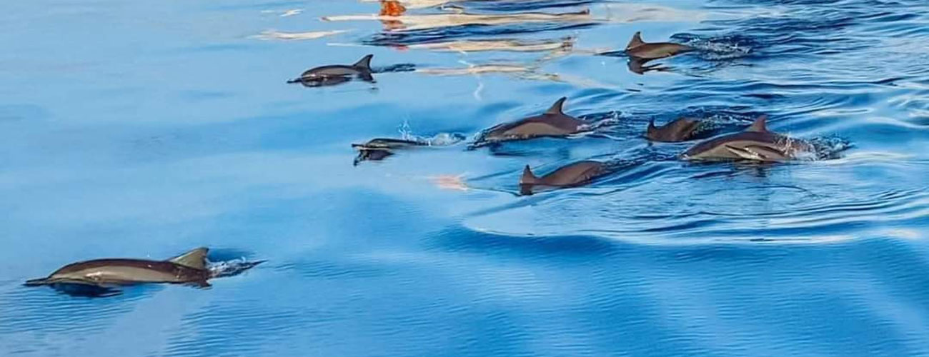 Bohol Dolphin Watching Tour