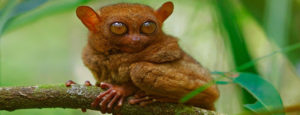 Philippine Tarsier Largest Eye